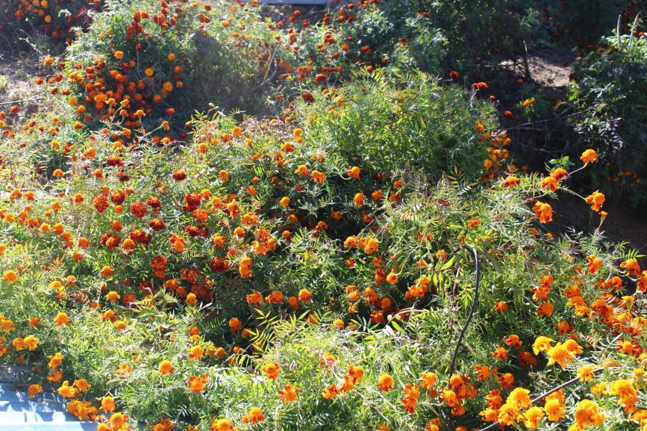 Entire 2 Bhk Nanda Devi Himalayan Homestay Ranikhet Eksteriør bilde
